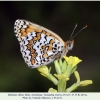 melitaea abbas turanchay male2